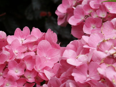 de Buitenkamer tuinontwerp, Grave, roze tuin in Millingen 5