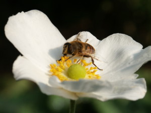 De levende tuin, Anemone met zweefvlieg