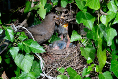 De Buitenkamer, de levende tuin, merels in nest