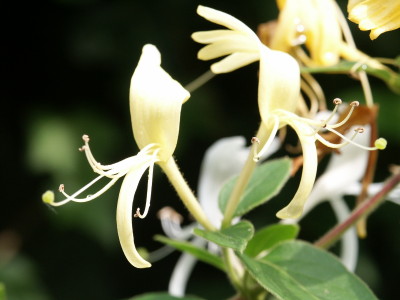 De Buitenkamer, de levende tuin, Lonicera, kamperfoelie