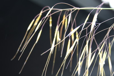 De Buitenkamer tuinontwerp, weelderige tuin in Grave, Stipa gigantea