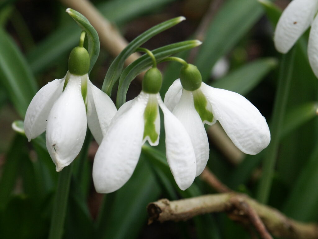 Sneeuwklokje