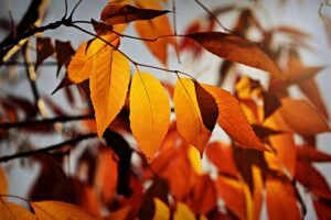 herfstblad, herfst, de buitenkamer tuinontwerp, Marion Vermeulen, de Buitenkamer, Gassel