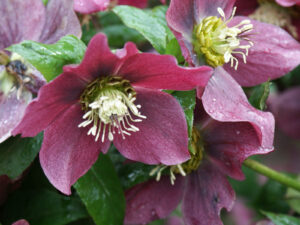 Helleborus orientalis De Buitenkamer