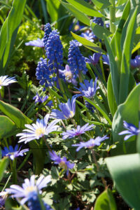 Gratis bloembollenontwerp,Bijzondere Bloembollendag, Anemone blanda met Muscari een combinatie die biodiversiteit vergroot, de Buitenkamer, Grave, Gassel, de levende tuin, bloembollen