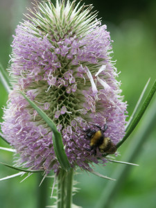 Grote Kaardebol, bijenplant, insectenplant, nectar, inheems,Dipsacus