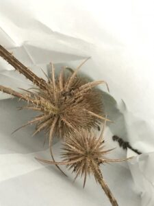 Grote Kaardebol Dipsacus Zaden oogsten uit eigen tuin inheemse  flora 