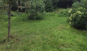 verwilderde tuin
