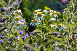 onkruid, inheemse planten, de buitenkamer tuinontwerp, Marion Vermeulen, de Buitenkamer, Gassel