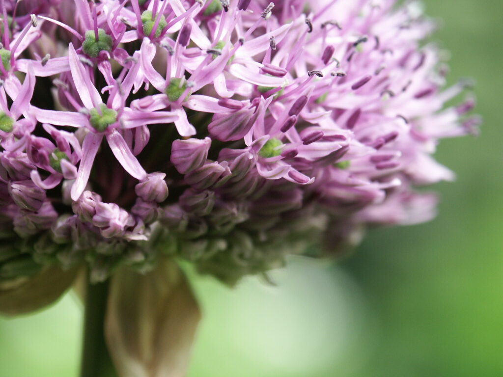 deBuitenkamer_tuinontwerp_allium