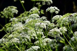Fluitenkruid, de Buitenkamer, de levende tuin, Marion Vermeulen, Gassel