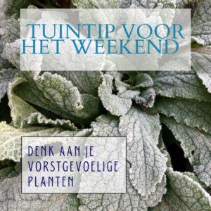 Tuintip voor het weekend vorstgevoelige planten