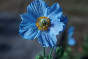 Blue monday 