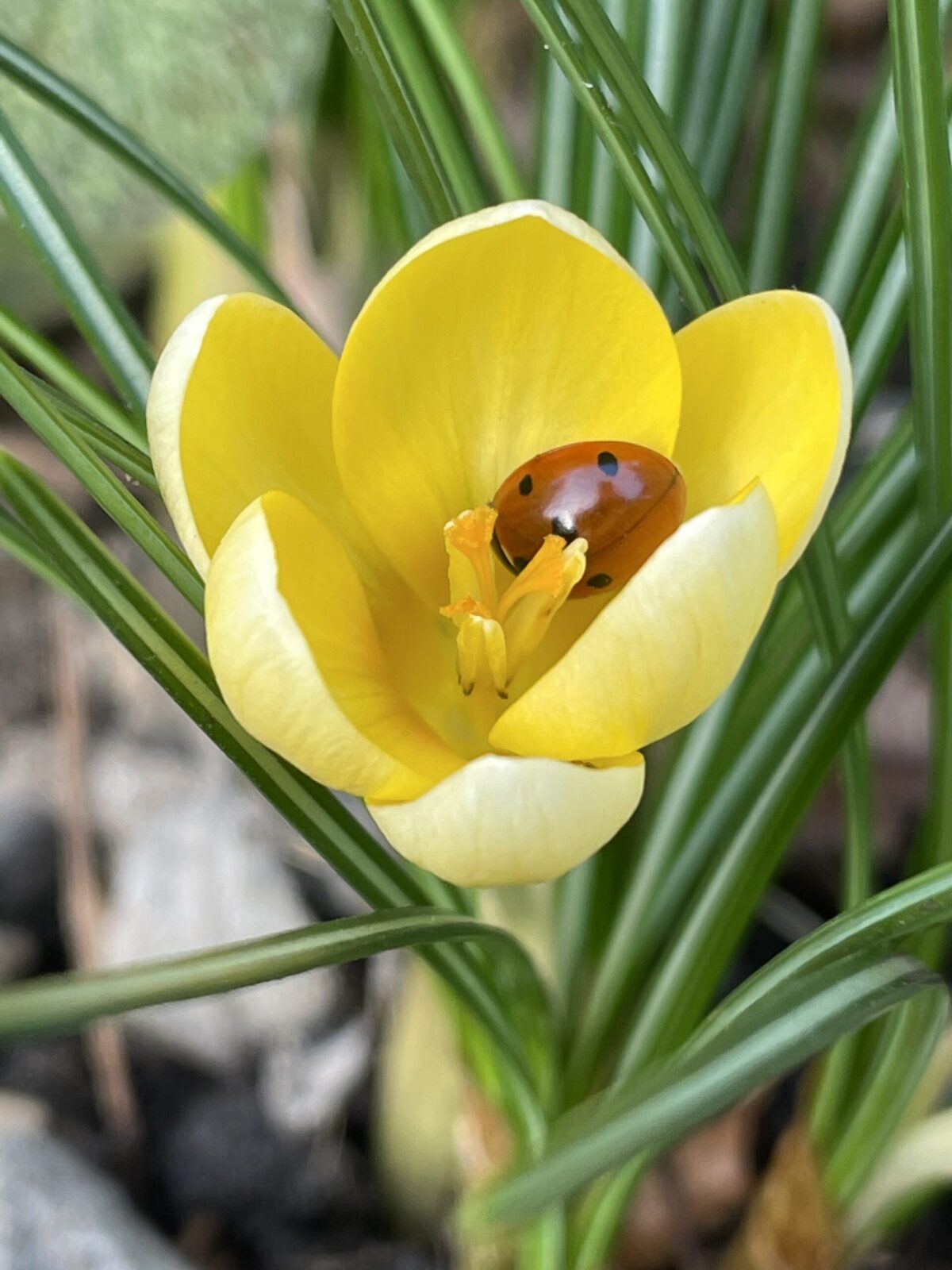 Vroegbloeiende crocus De Buitenkamer