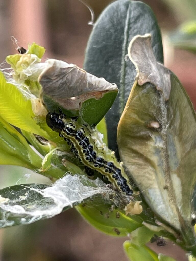 buxusrups de buitenkamer tuinontwerp gassel