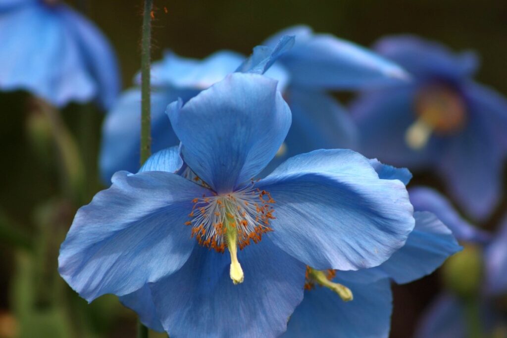 meconopsis blauwe papaver