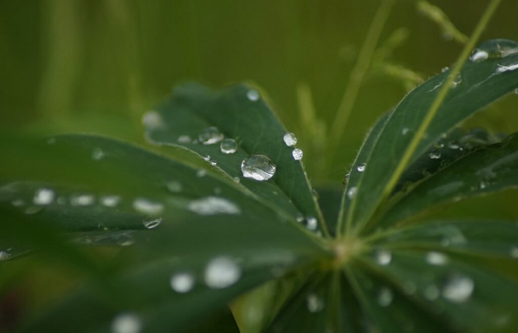 regen op een blad