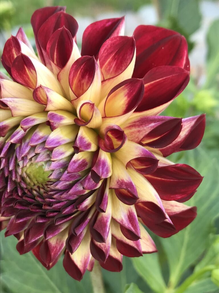 Dahlia Just Jowey