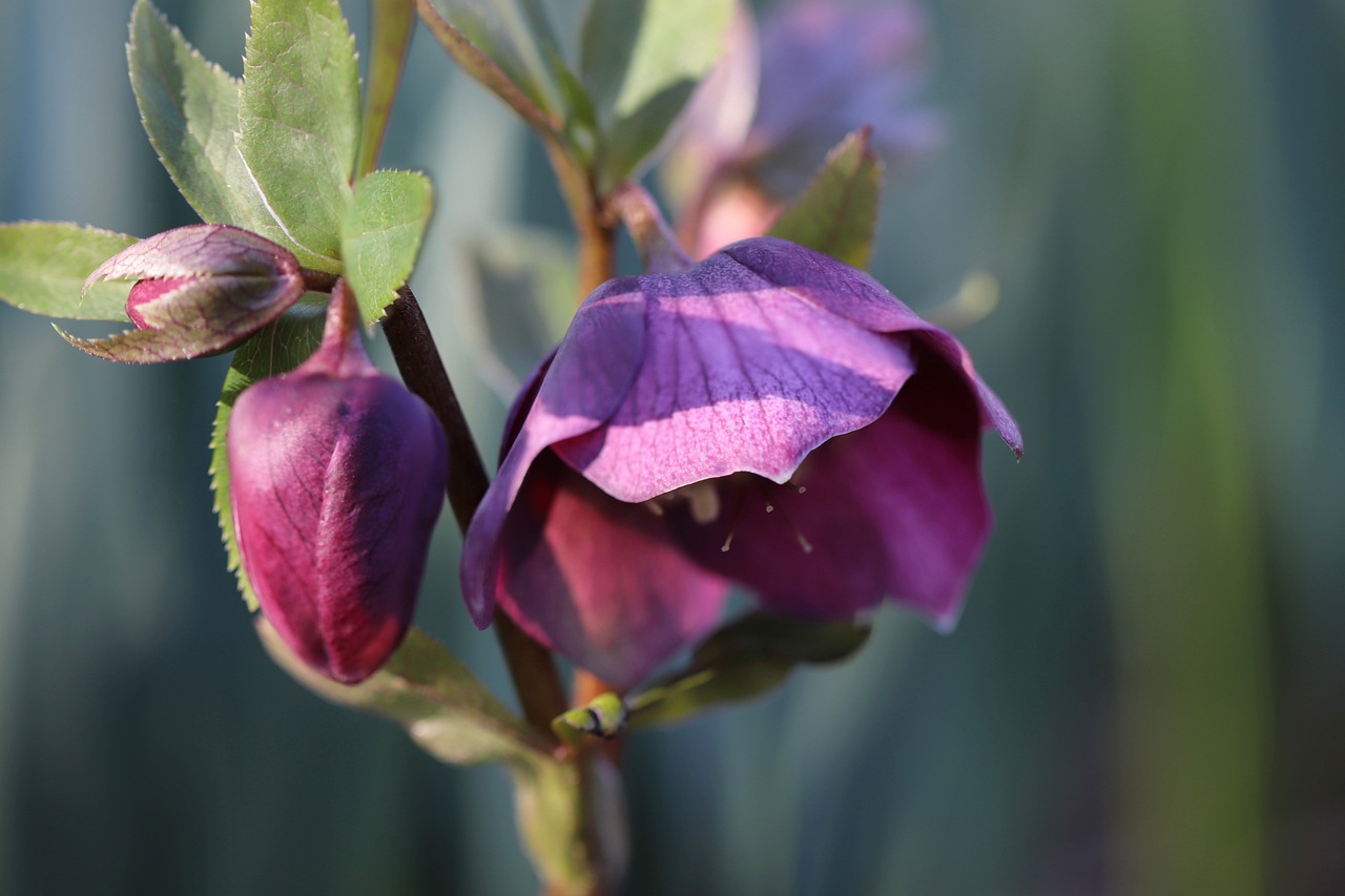 Helleborus Kerstroos tuinblog de buitenkamer