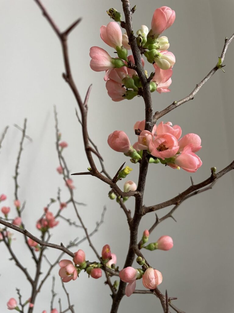 bloesem Chaenomeles de buitenkamer tuinontwerp