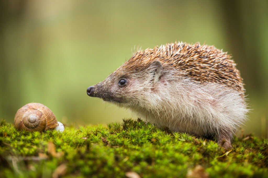 egel en slak