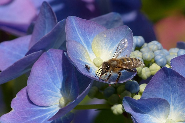 hortensia's_snoeien