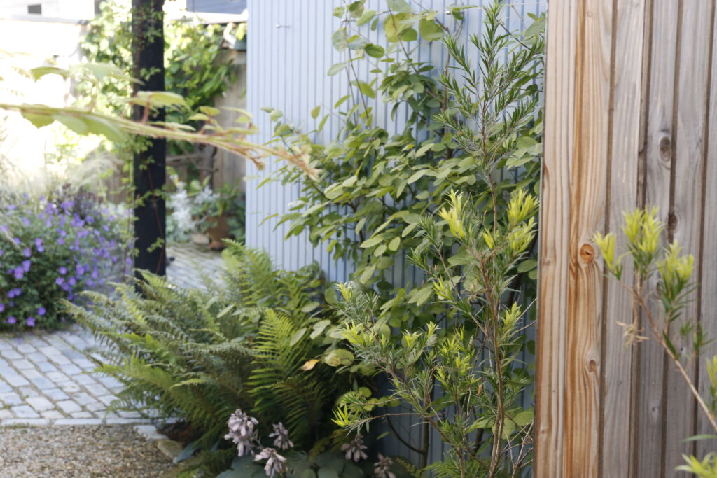 klimaatbestendige tuin, juiste plant op de juiste plek