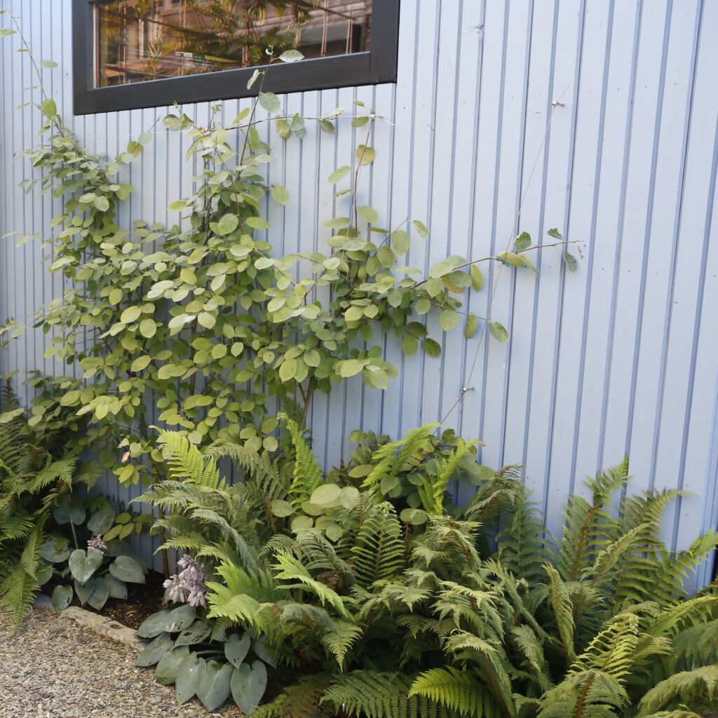 schaduwbeplanting in onderhoudsvriendelijke tuin