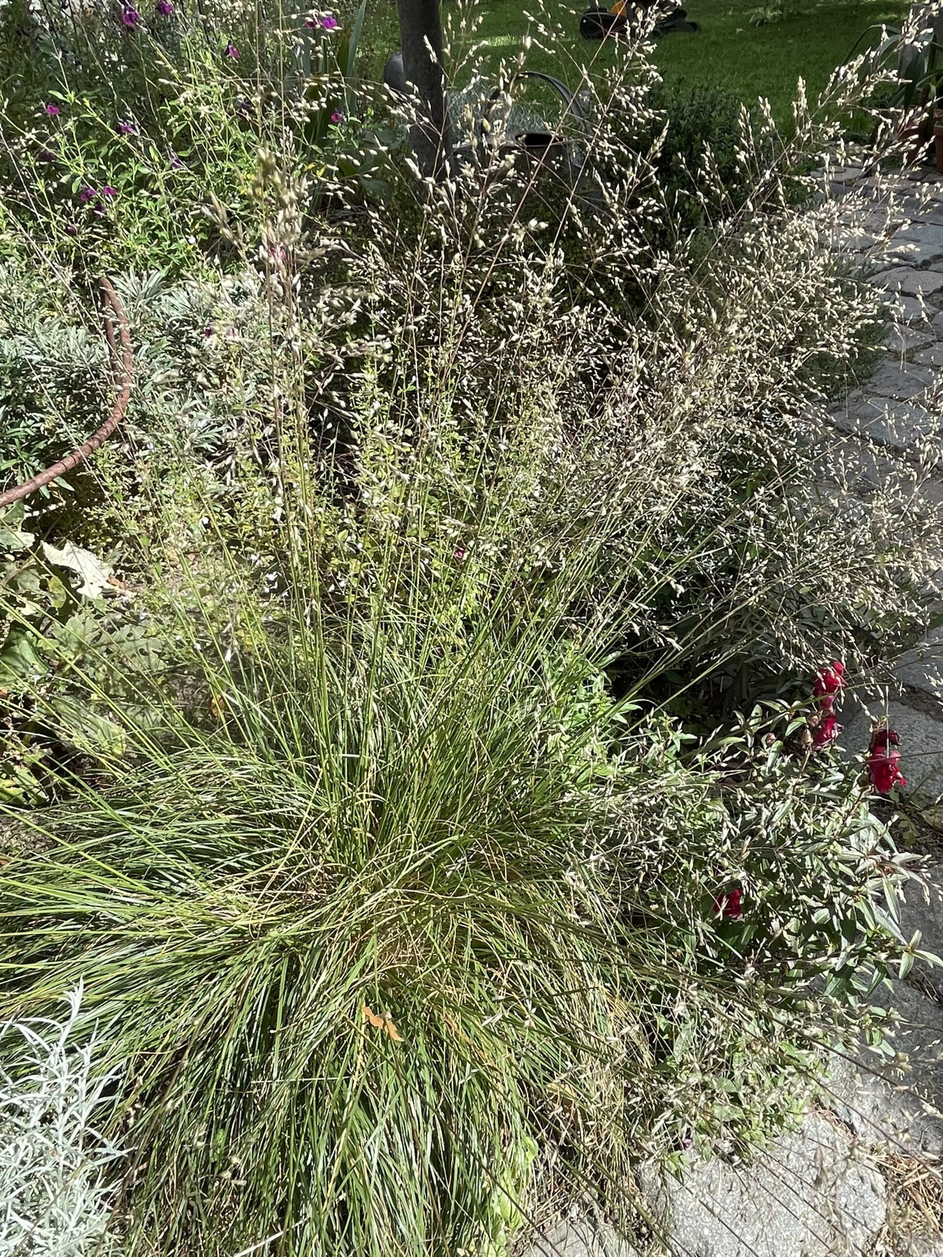 Sporobolus geurend siergras