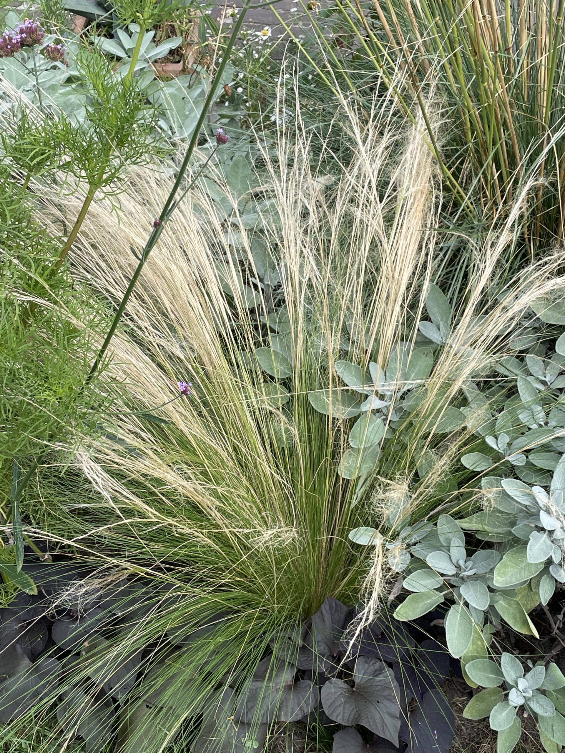 siergras tussen vaste planten