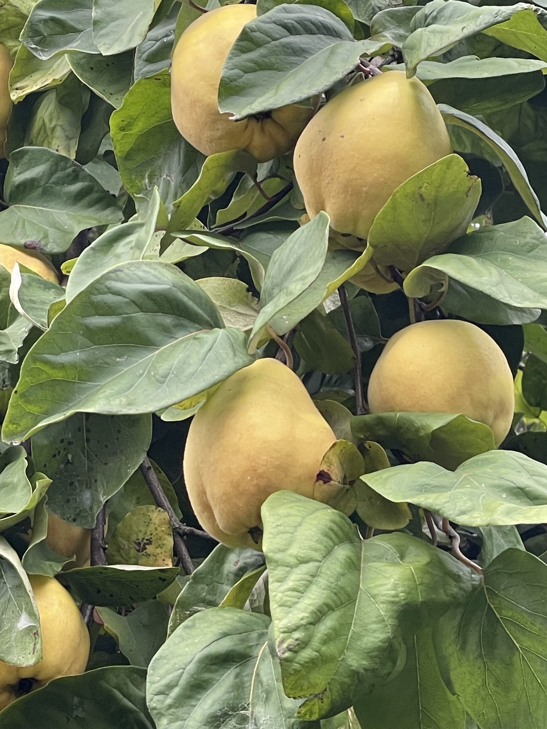 de Buitenkamer tuinontwerp kweepeer recept