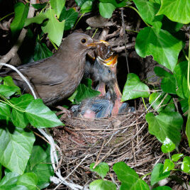 merels in nest
