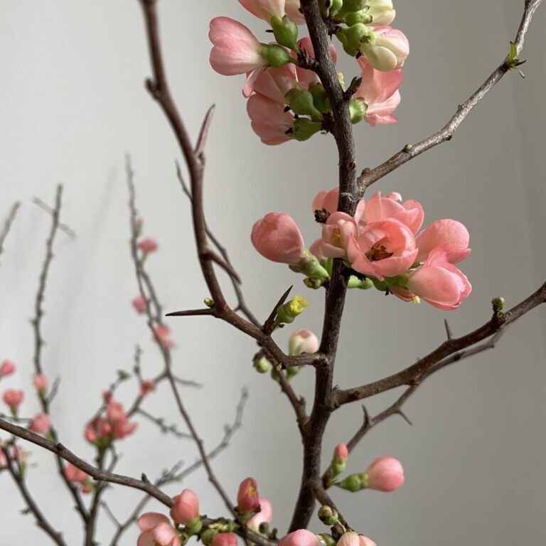 bloesem Chaenomeles de buitenkamer tuinontwerp