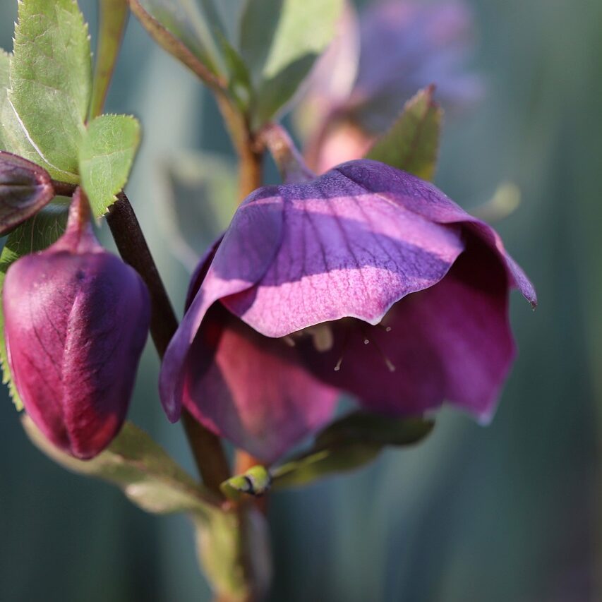 Helleborus Kerstroos tuinblog de buitenkamer