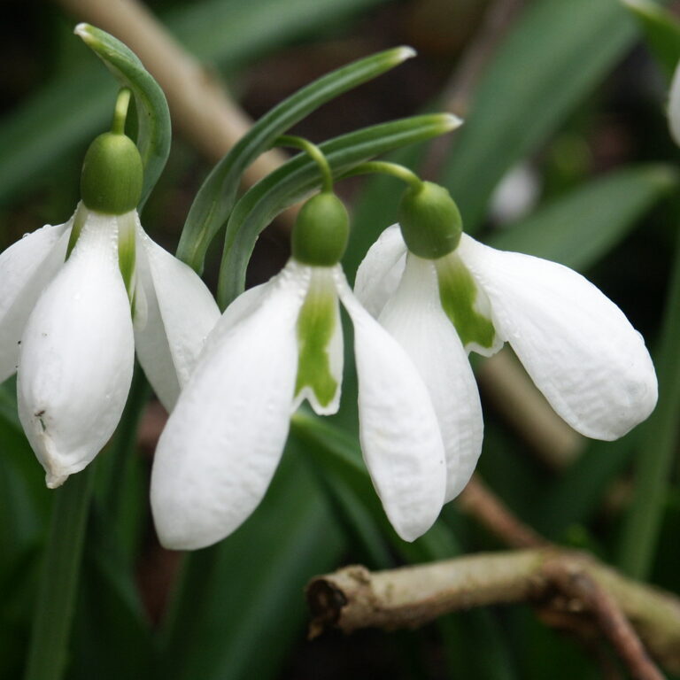 Sneeuwklokje