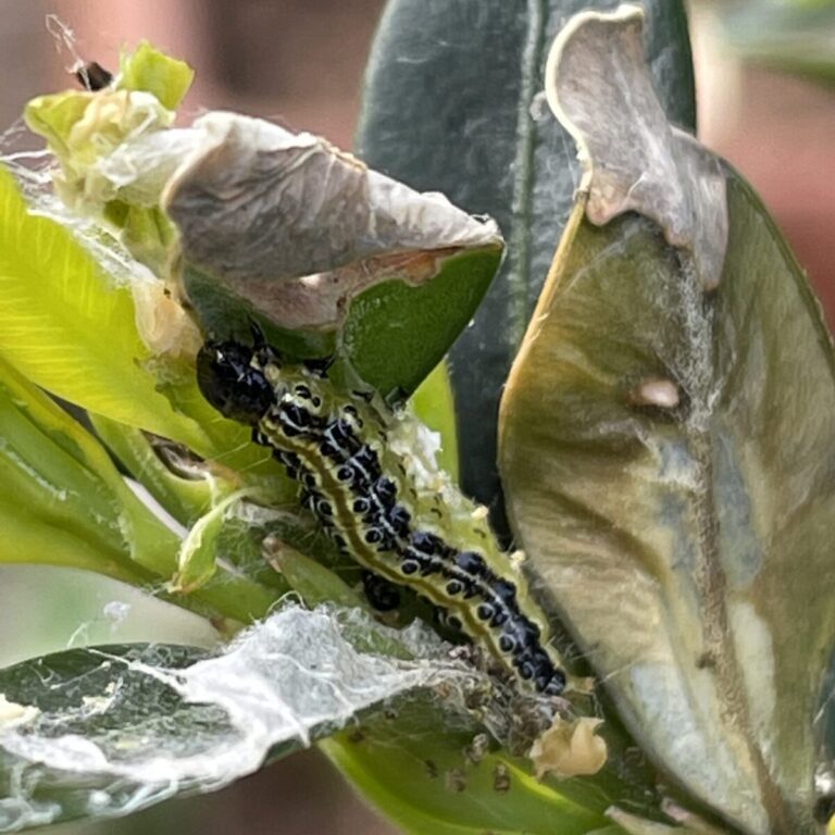 buxusrups de buitenkamer tuinontwerp gassel