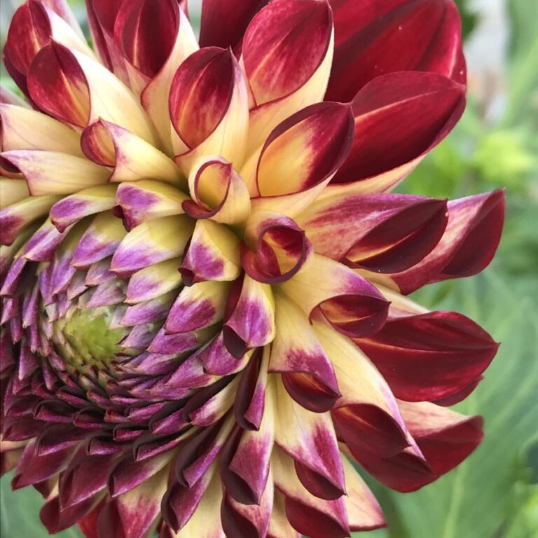 Dahlia Just Jowey