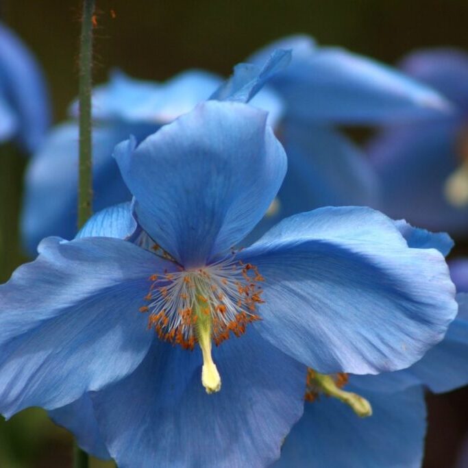 meconopsis blauwe papaver