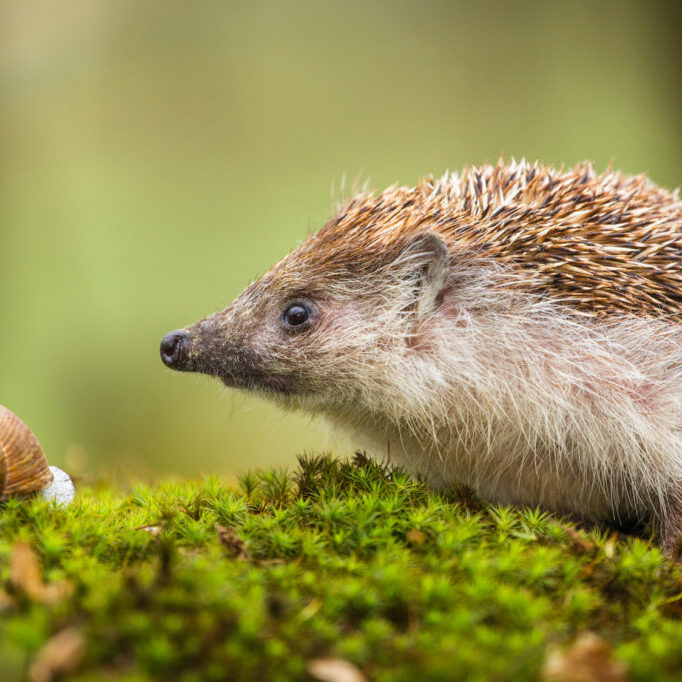 Egel in de levende tuin.