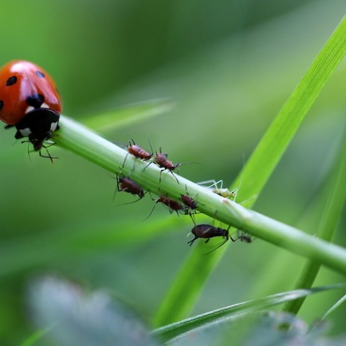 lieveheersbeestje eet luizen op