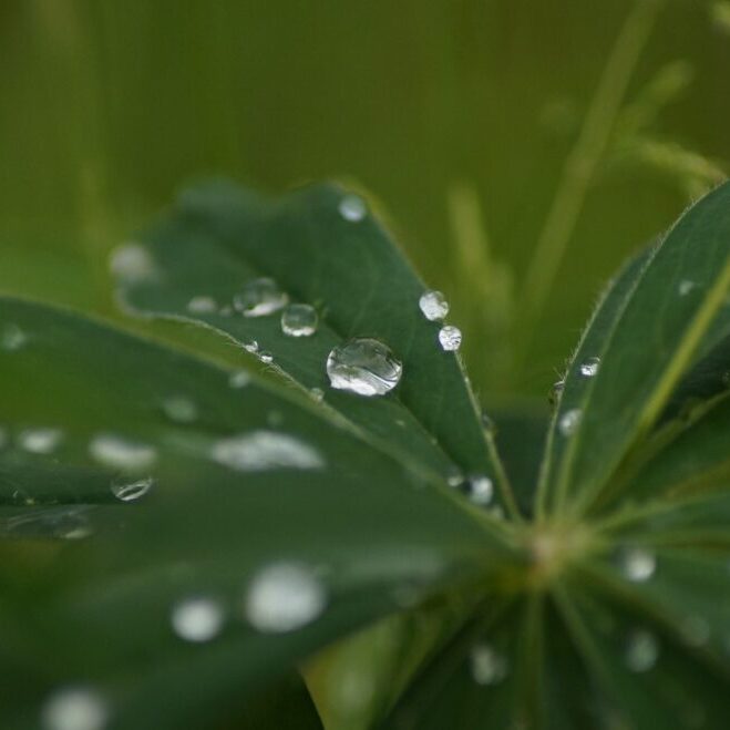 regen op een blad