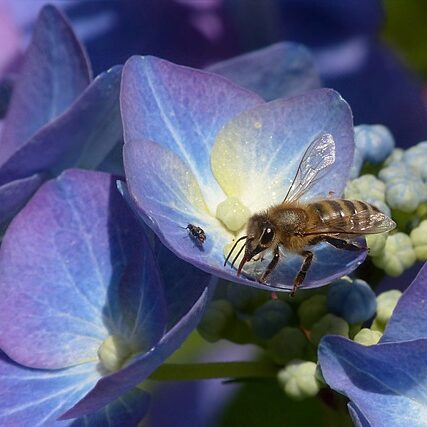 hortensia's_snoeien